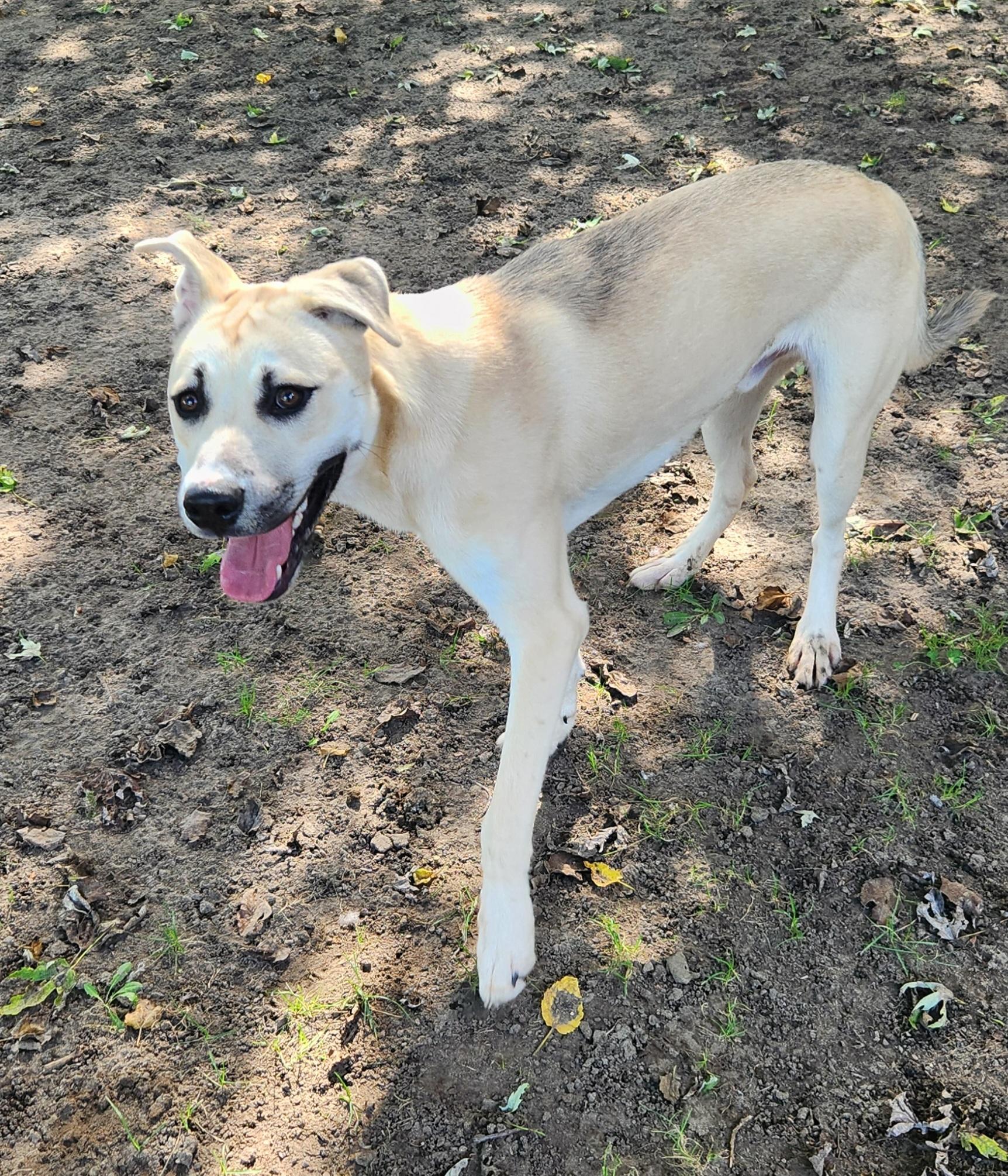 Prince, a Adoptable mixed breed in Liberty Center, OH image 2/6