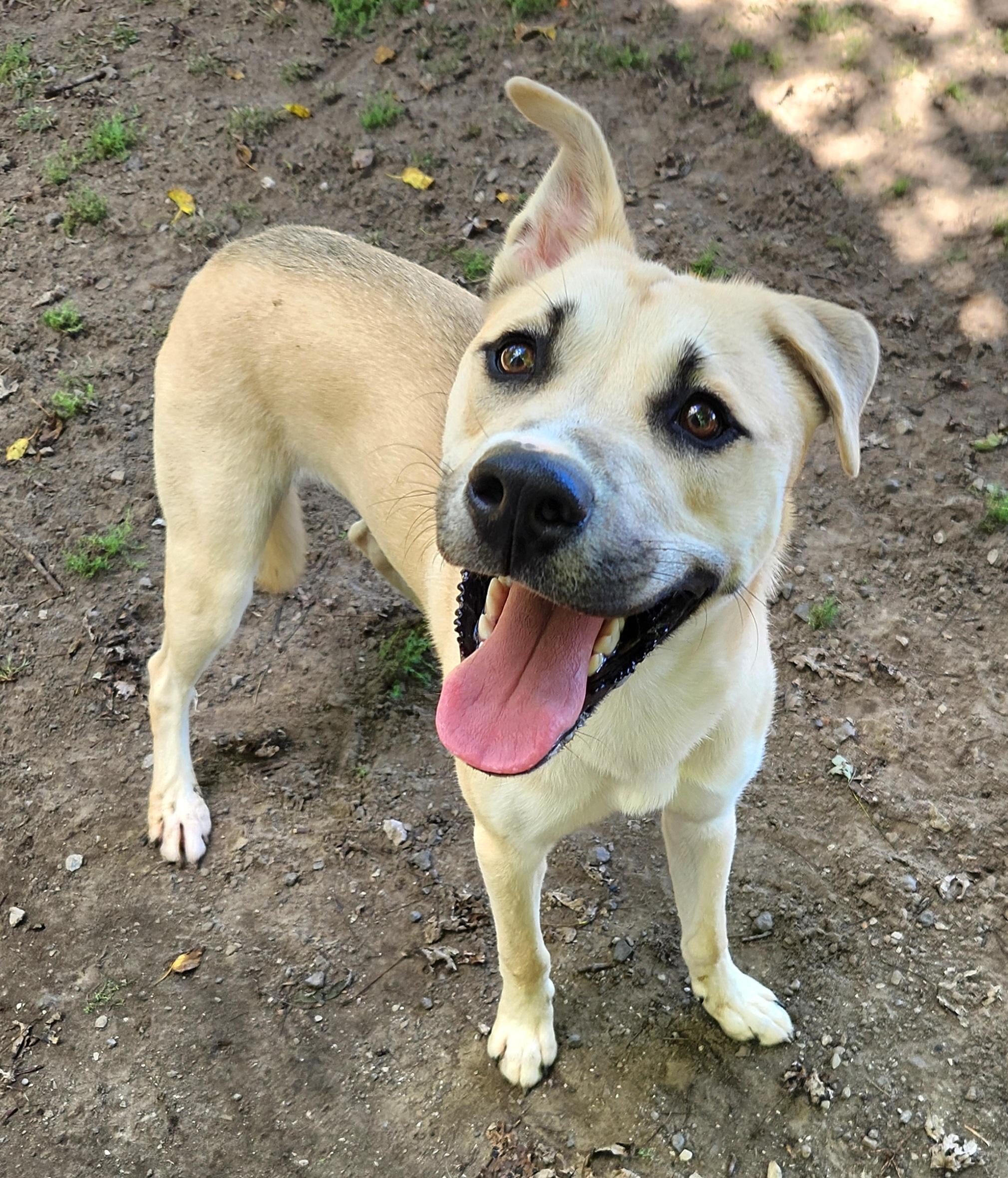 Prince, a Adoptable mixed breed in Liberty Center, OH image 3/6