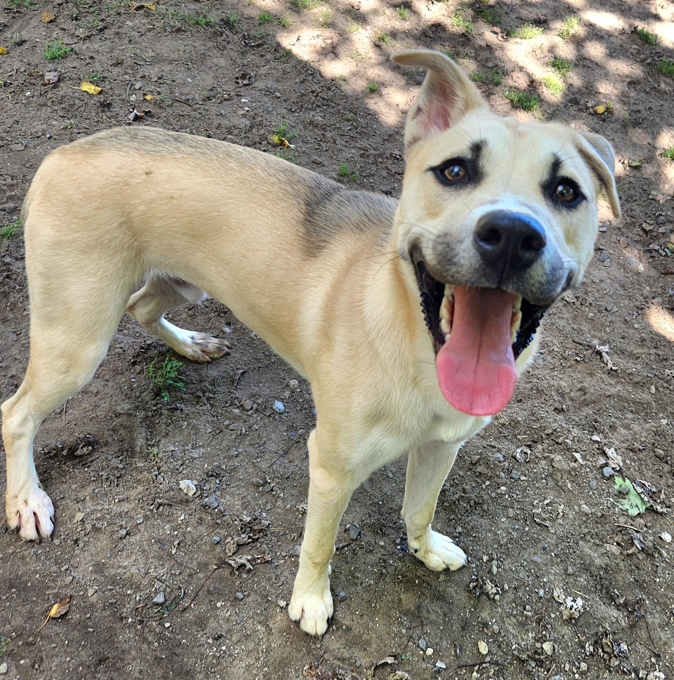 Prince, a Adoptable mixed breed in Liberty Center, OH image 4/6