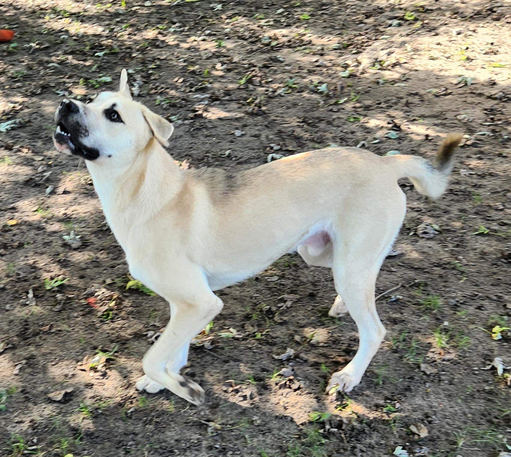 Prince, a Adoptable mixed breed in Liberty Center, OH image 5/6