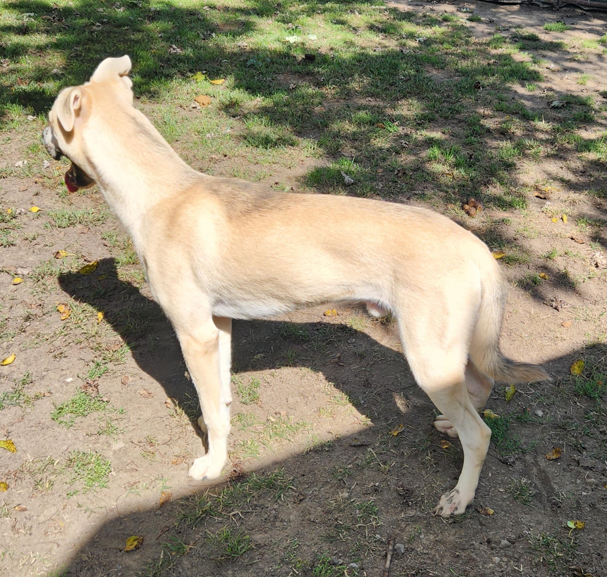 Prince, a Adoptable mixed breed in Liberty Center, OH image 6/6