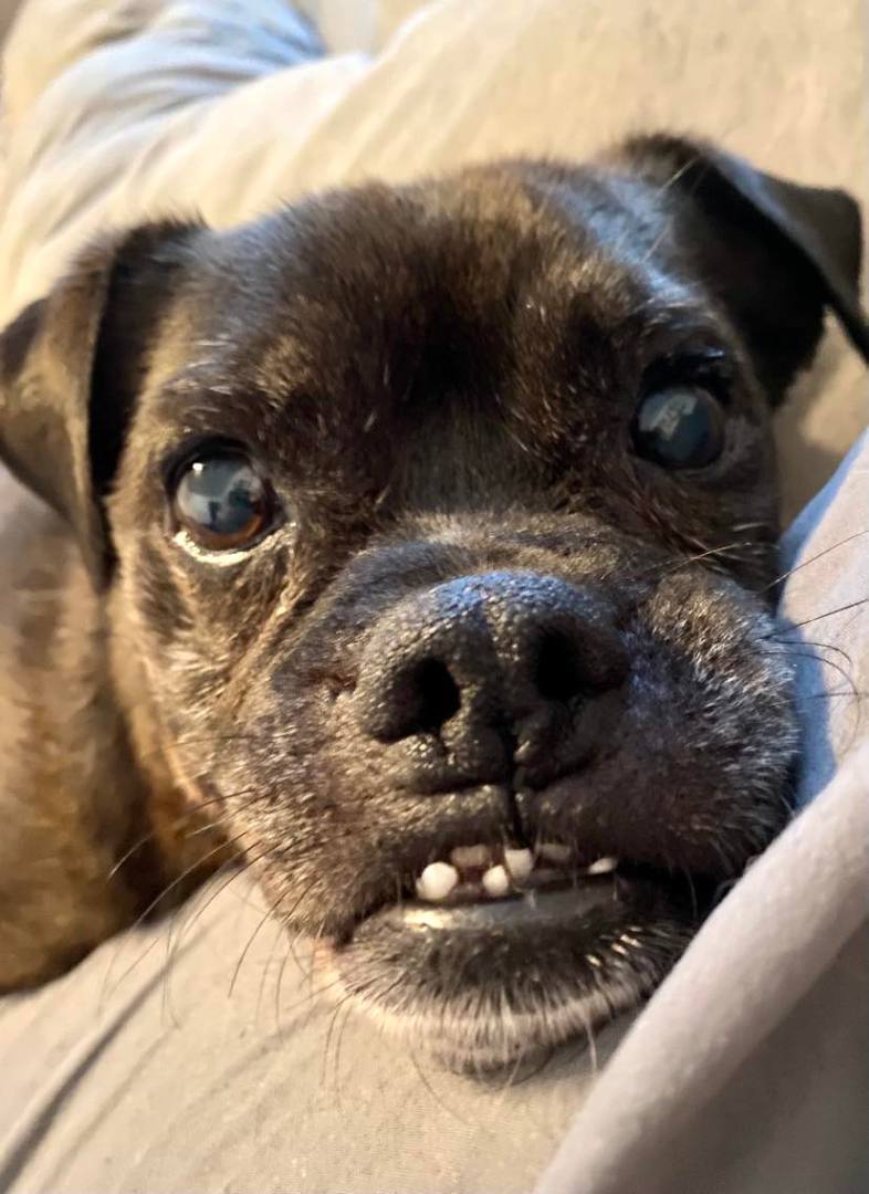 Stumpy, a Adoptable Pug in Boise, ID image 1/5