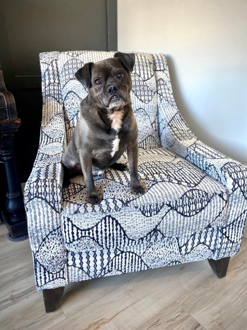 Stumpy, a Adoptable Pug in Boise, ID image 2/5