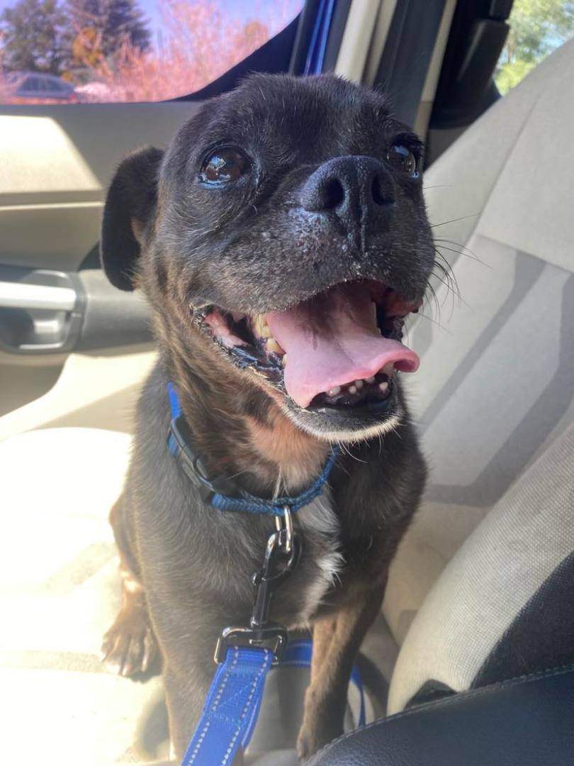 Stumpy, a Adoptable Pug in Boise, ID image 4/5