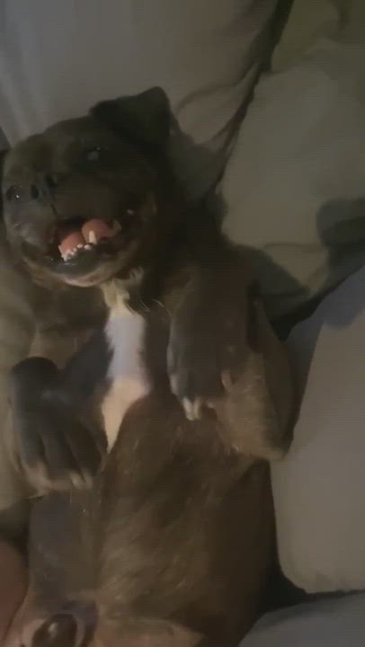 Enlarge Stumpy, a Adoptable Pug in Boise, ID video 5/5