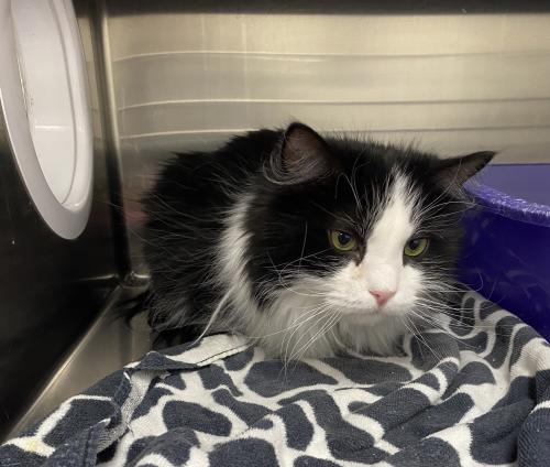 Castiel, Adoptable, Adult Male Domestic Long Hair.