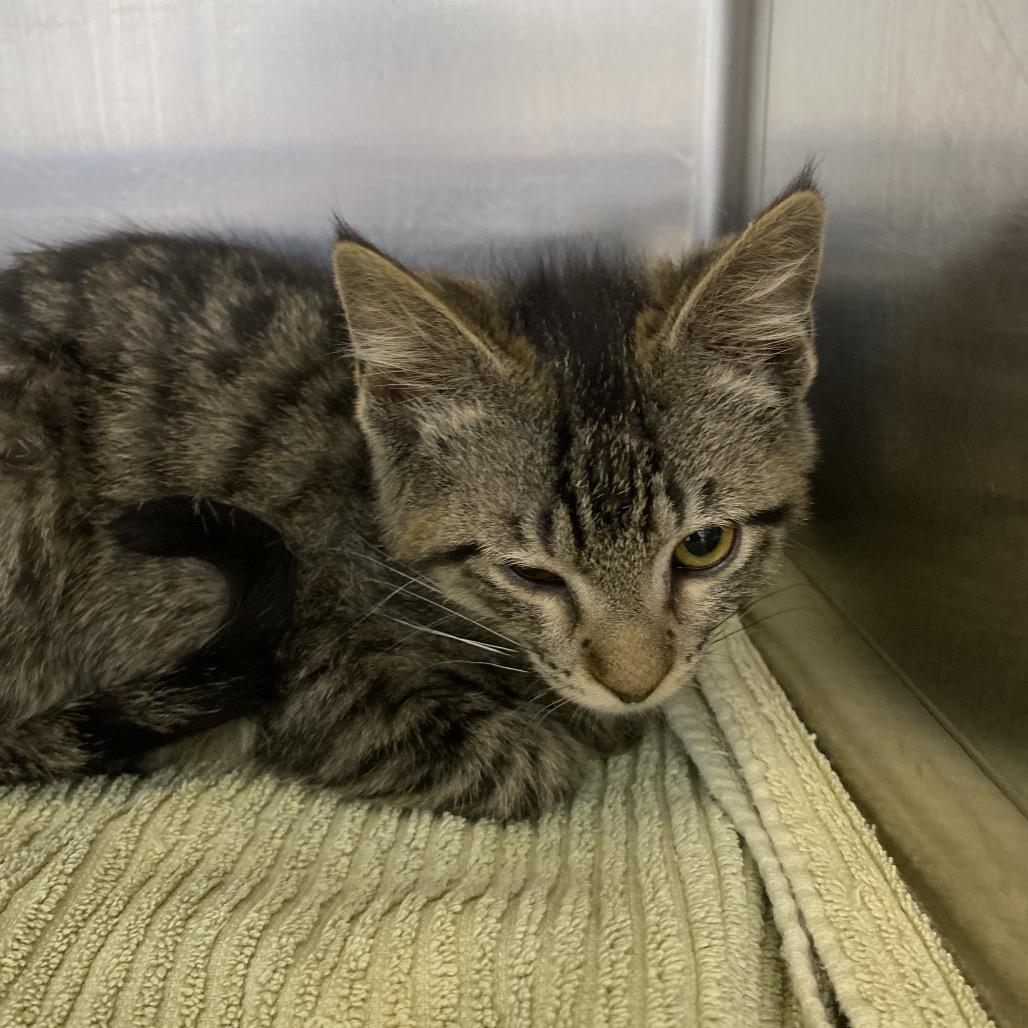 Edith - white collar, Adoptable, Kitten Female Domestic Medium Hair.