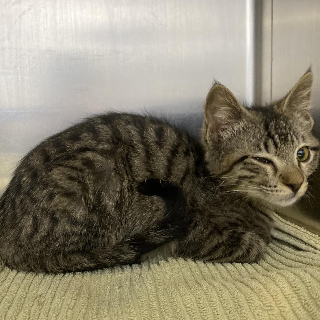 Enlarge Edith - white collar, a Adoptable Domestic Medium Hair in Independence, KS image 2/3
