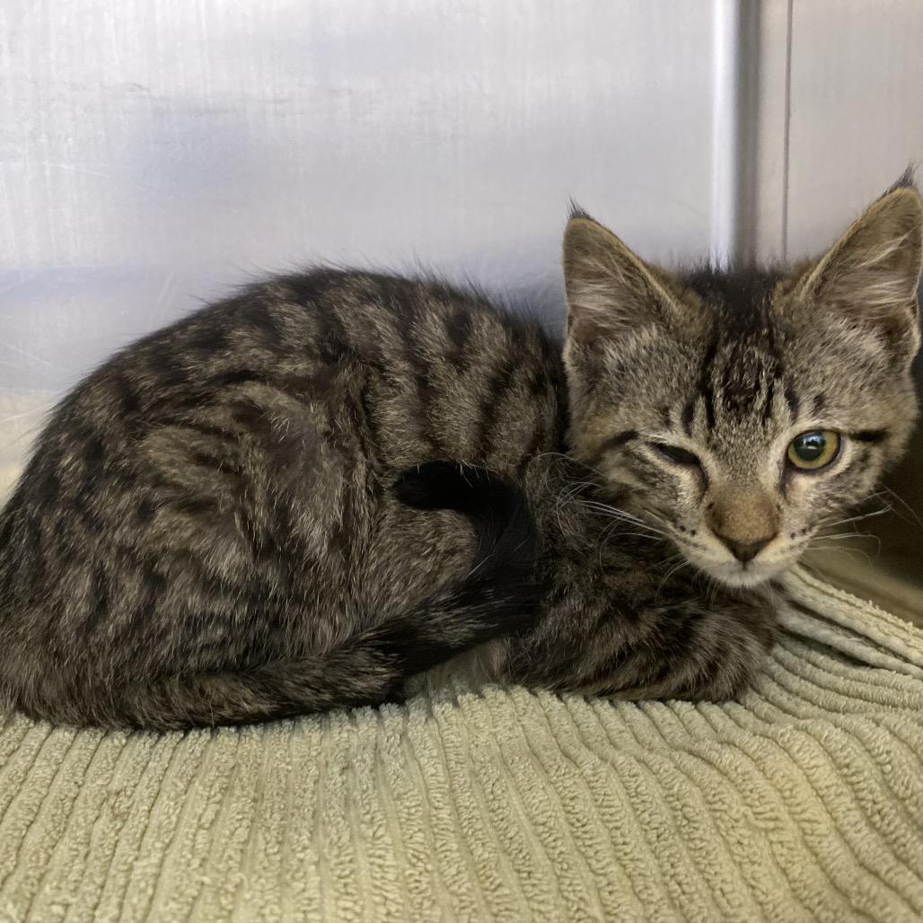 Enlarge Edith - white collar, a Adoptable Domestic Medium Hair in Independence, KS image 3/3