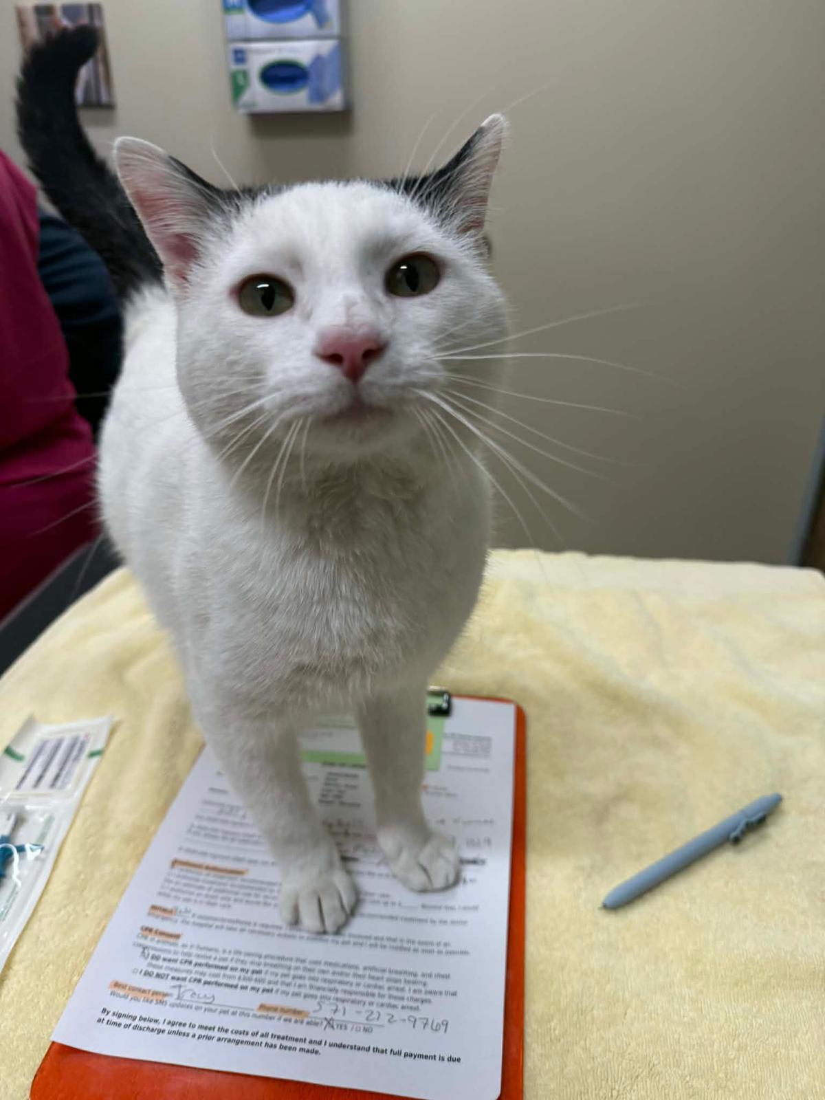 Olaf, ADOPTABLE, Adult Male Domestic Short Hair.