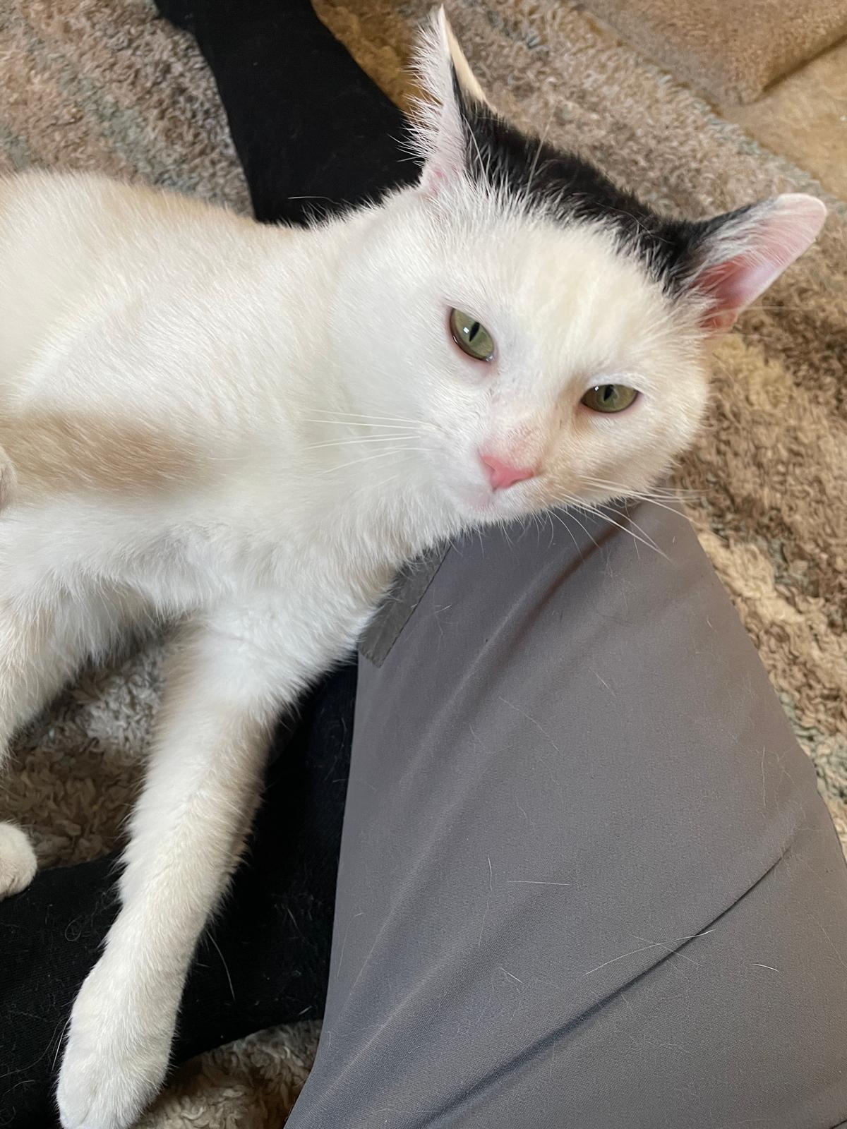 Olaf, a ADOPTABLE Domestic Short Hair in Leesburg, VA image 2/5