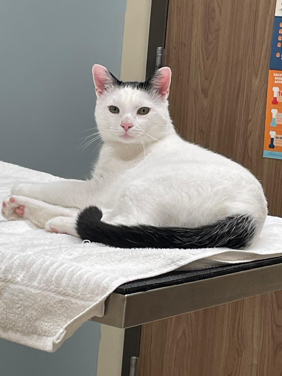 Olaf, a ADOPTABLE Domestic Short Hair in Leesburg, VA image 3/5