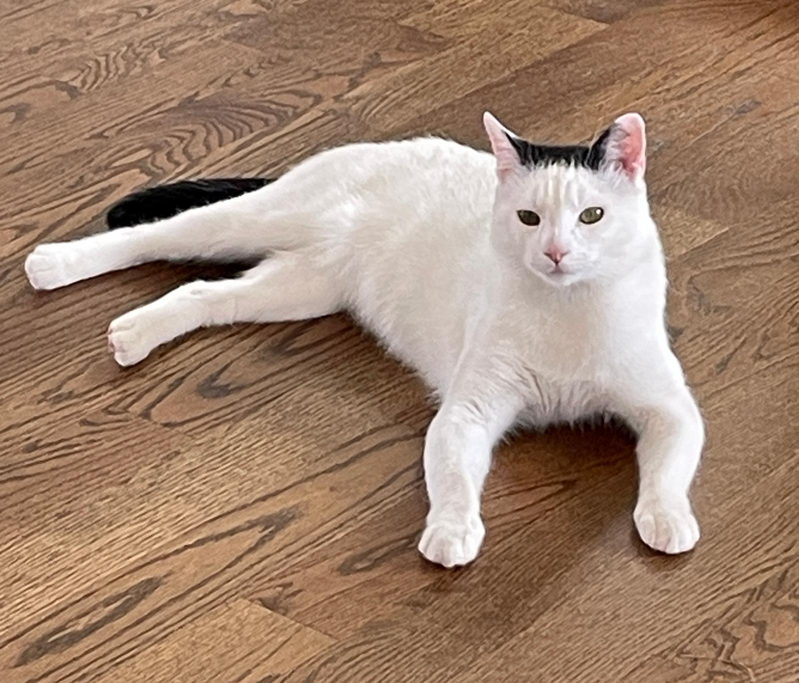 Olaf, a ADOPTABLE Domestic Short Hair in Leesburg, VA image 5/5
