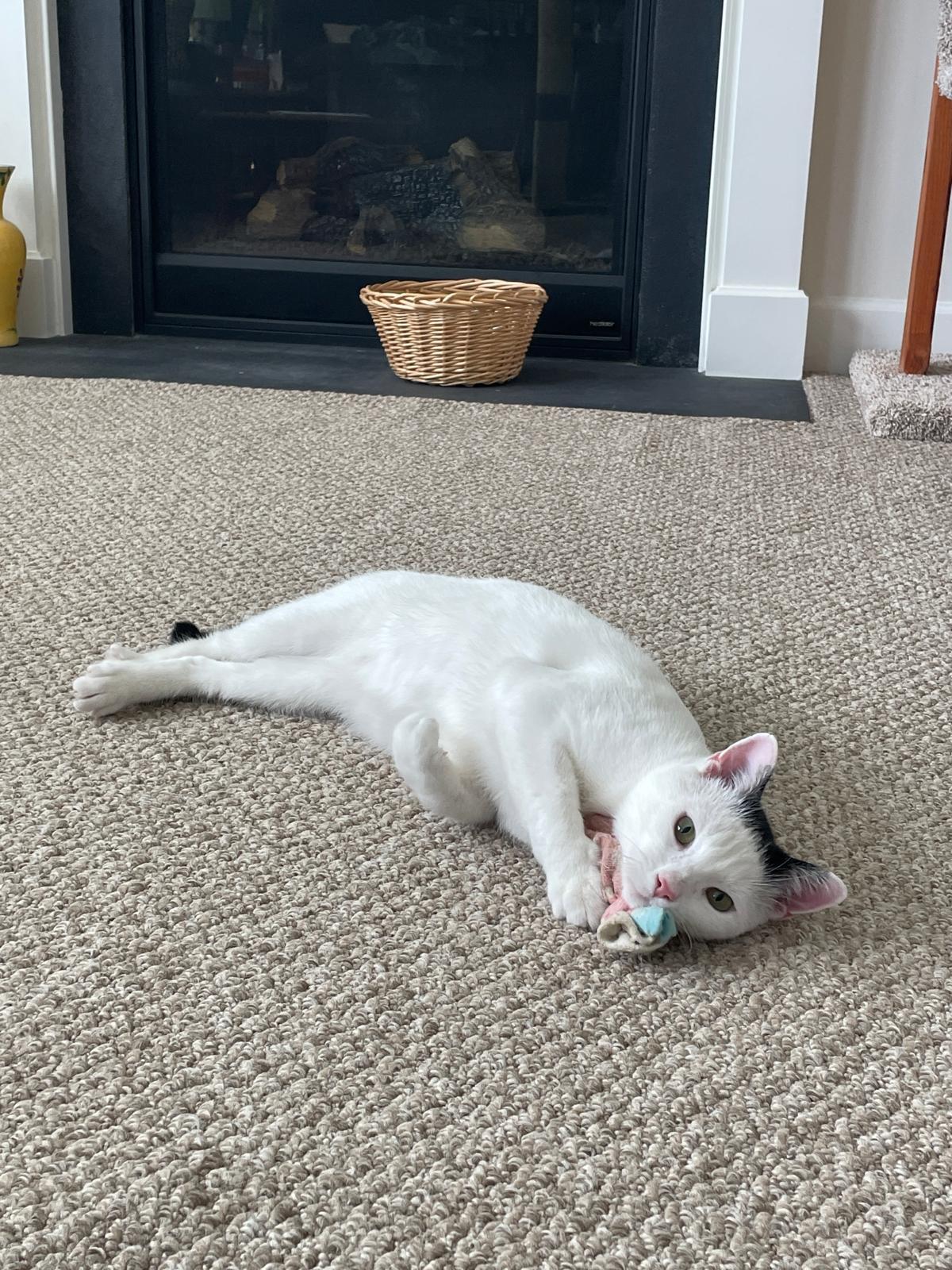 Olaf, a ADOPTABLE Domestic Short Hair in Leesburg, VA image 4/5