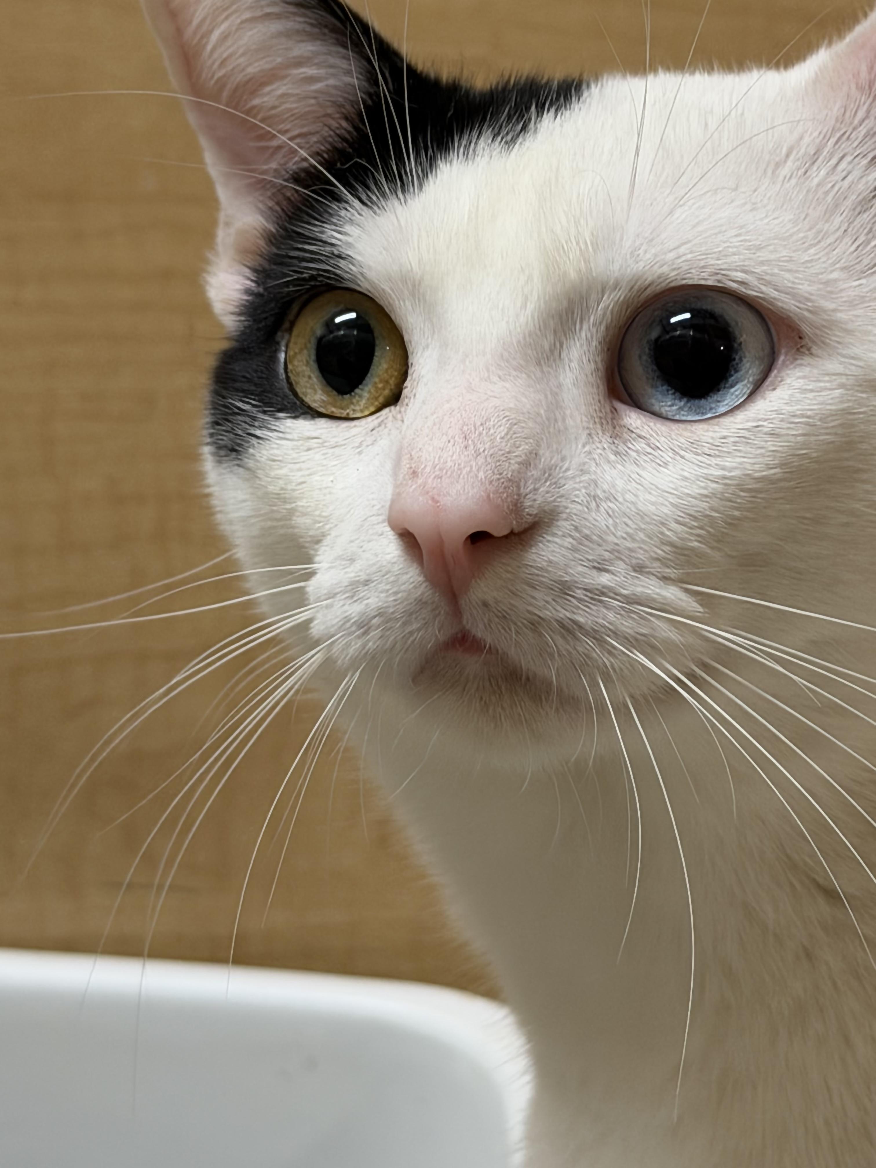 Max - a hunk, a hunk of burning love. Our BIG gorgeous boy!, a Adoptable Domestic Short Hair in Charlotte, NC image 2/4