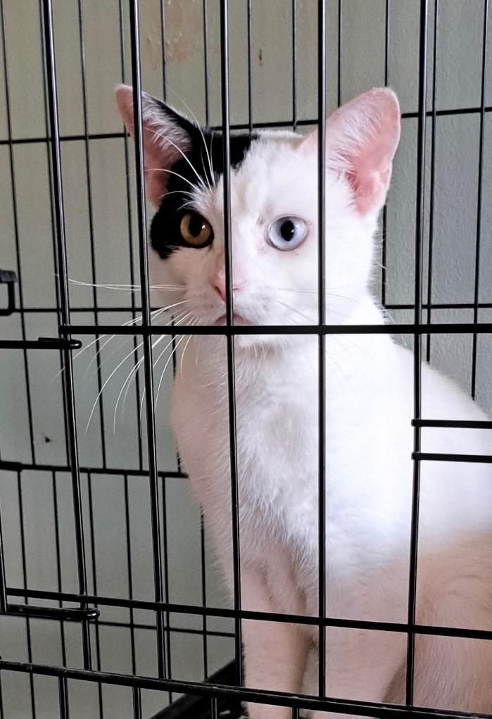 Max - a hunk, a hunk of burning love. Our BIG gorgeous boy!, a Adoptable Domestic Short Hair in Charlotte, NC image 4/4