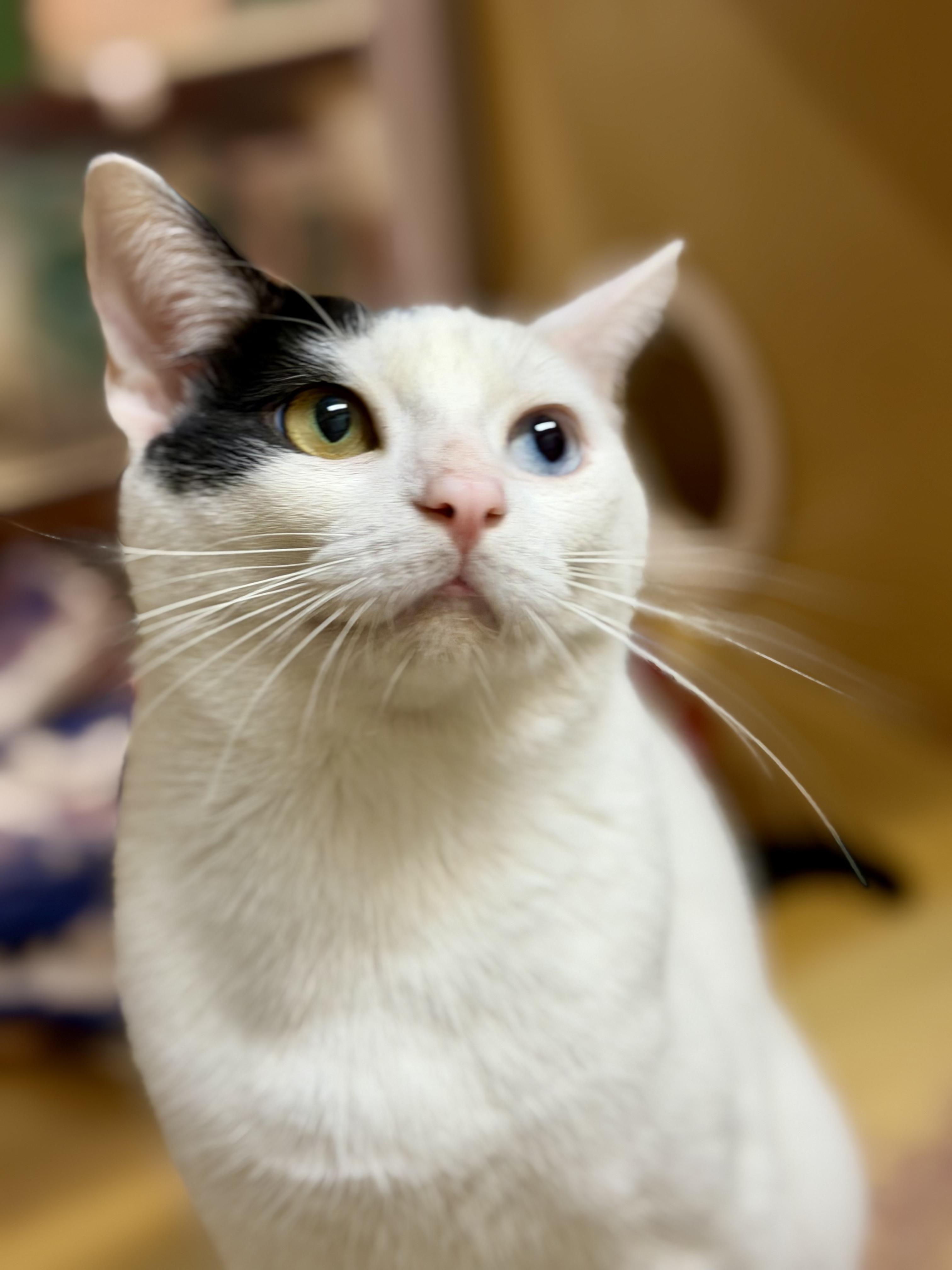 Max - a hunk, a hunk of burning love. Our BIG gorgeous boy!, a Adoptable Domestic Short Hair in Charlotte, NC image 1/4