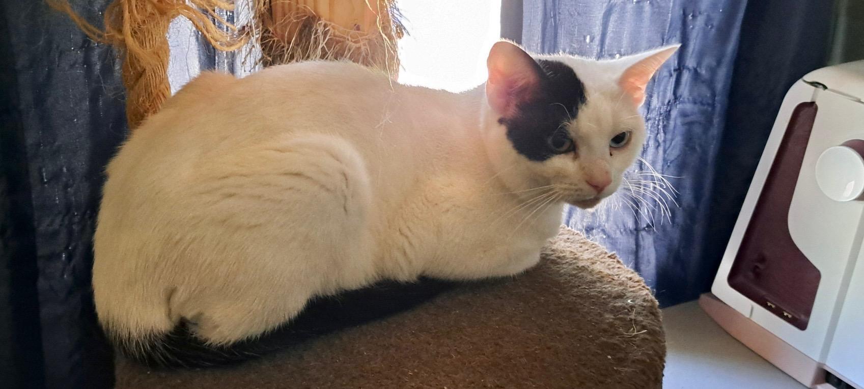 Max - a hunk, a hunk of burning love.  Our BIG gorgeous boy!, Adoptable, Adult Male Domestic Short Hair.