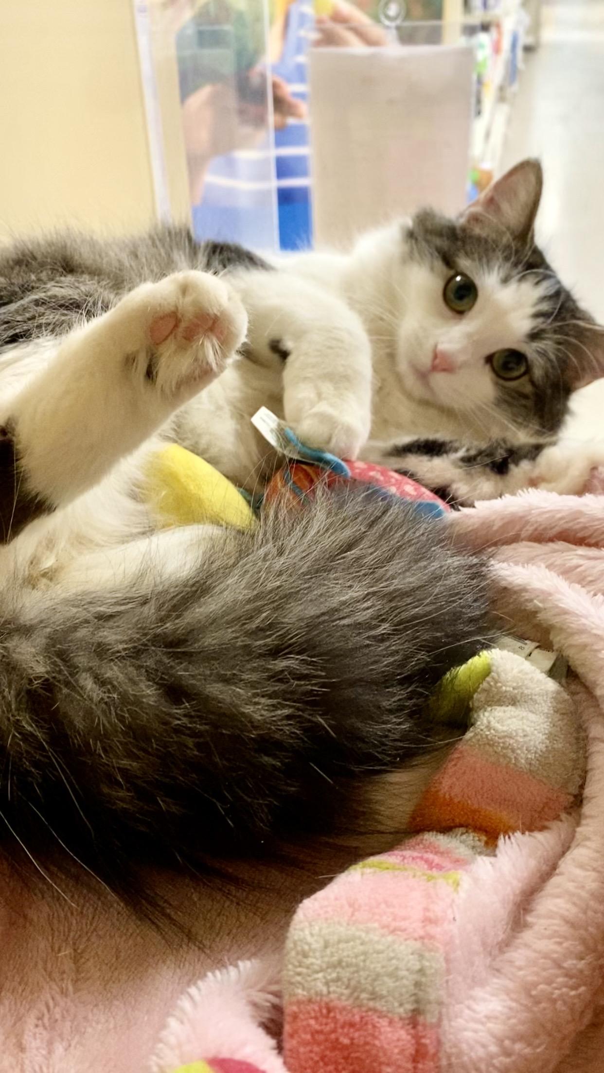 Enlarge Luna and Belle (bonded pair), an adopted Domestic Short Hair in Woburn, MA image 4/6