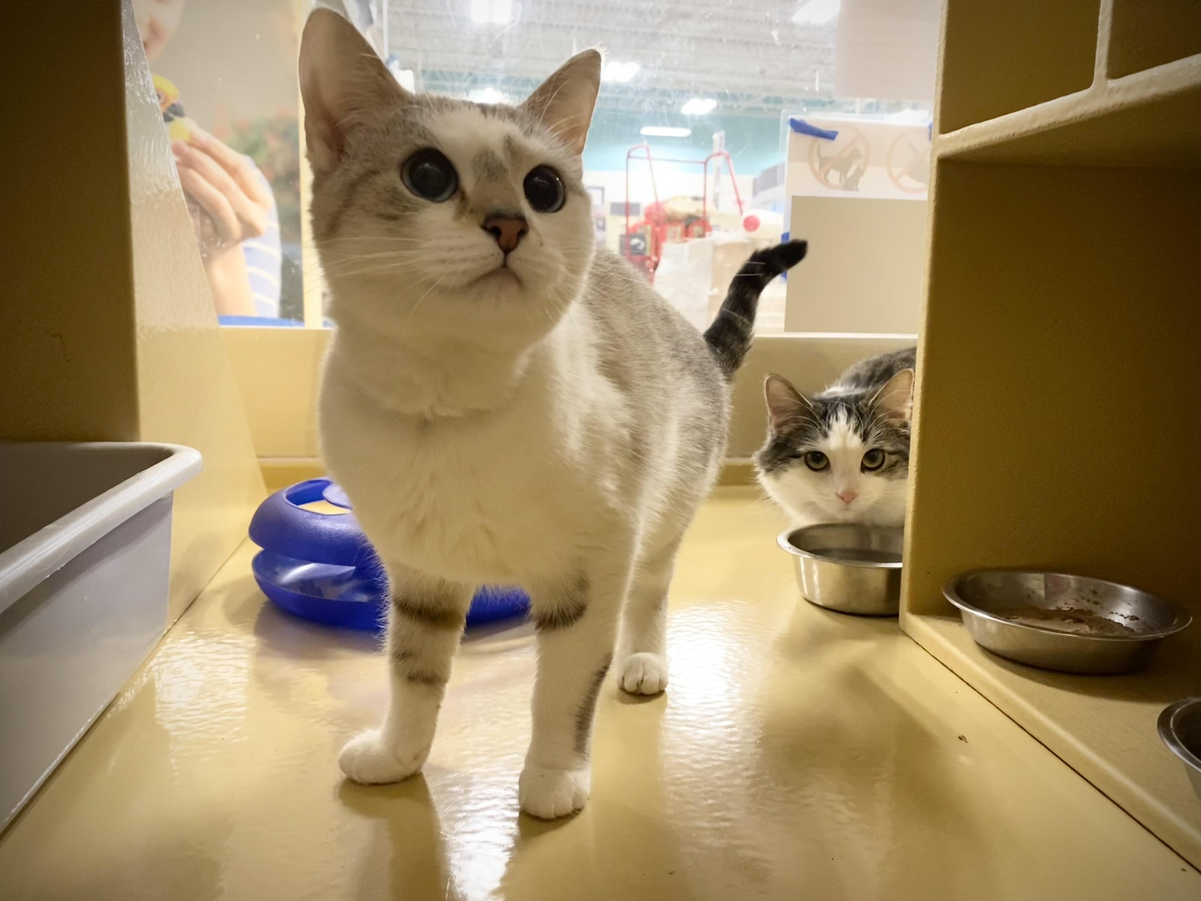 Luna and Belle (bonded pair), adopted, Young Female Domestic Short Hair.