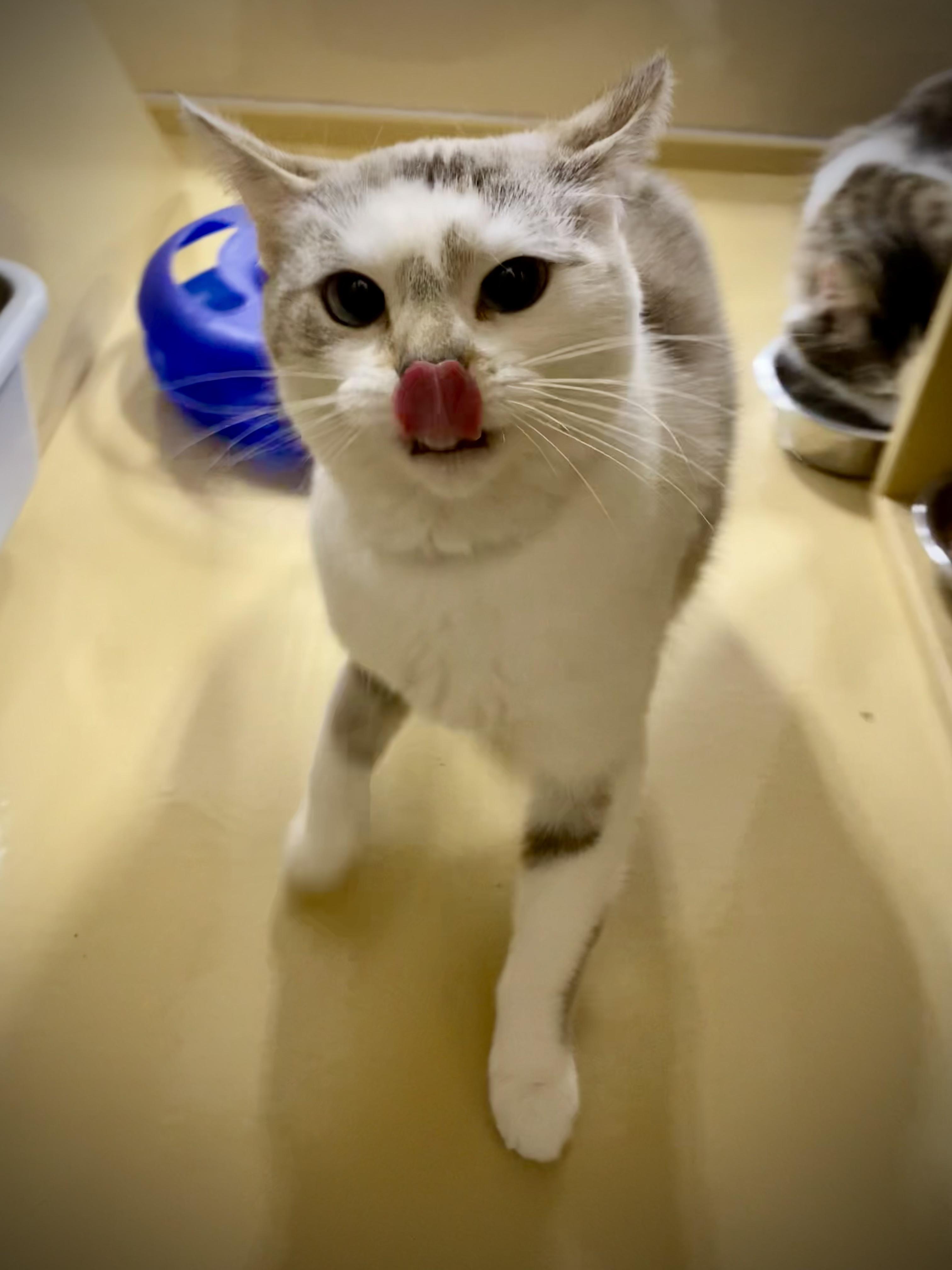 Enlarge Luna and Belle (bonded pair), an adopted Domestic Short Hair in Woburn, MA image 2/6