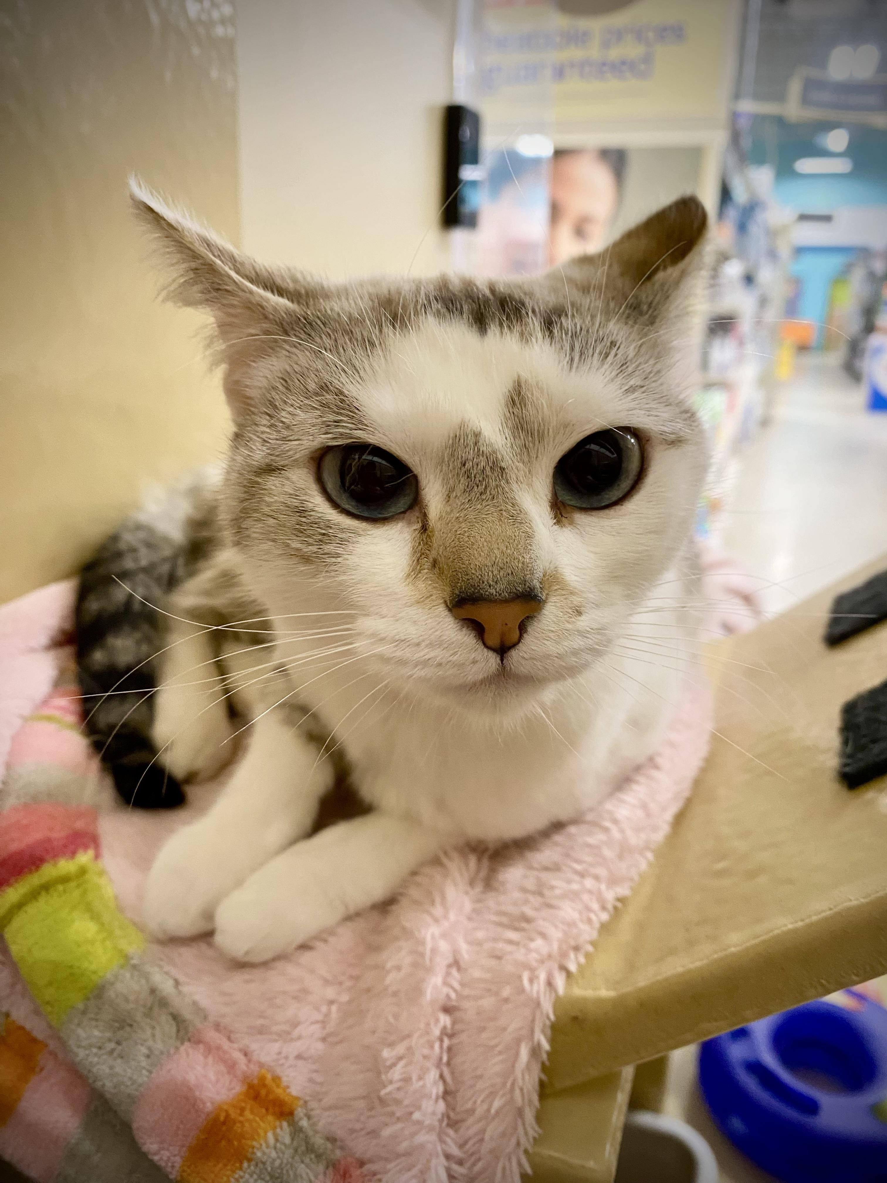 Enlarge Luna and Belle (bonded pair), an adopted Domestic Short Hair in Woburn, MA image 3/6