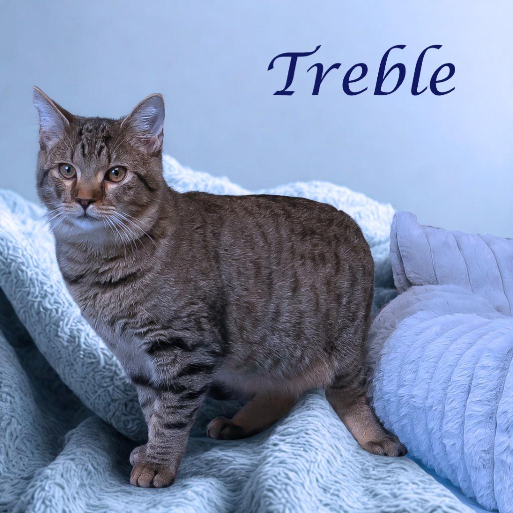 Treble C25-218, a Adoptable Domestic Short Hair in Lebanon, TN image 1/6