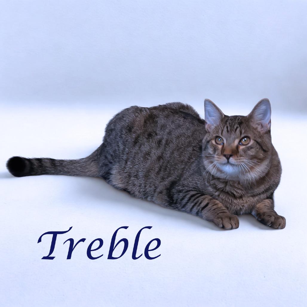 Treble C25-218, a Adoptable Domestic Short Hair in Lebanon, TN image 1/6