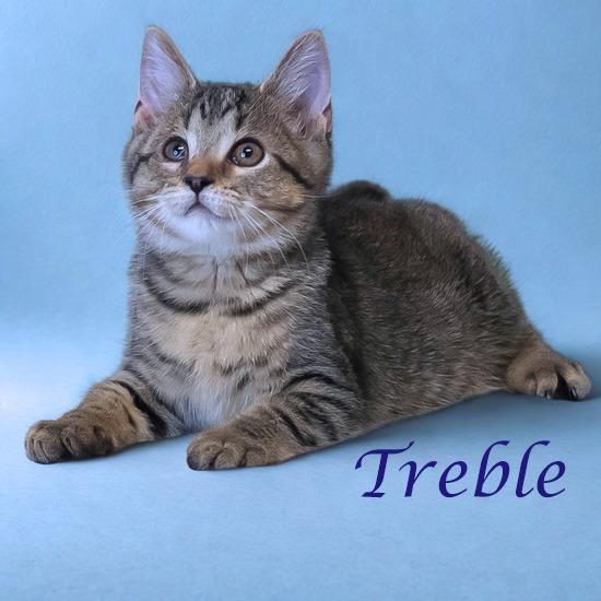 Enlarge Treble C25-218, a Adoptable Domestic Short Hair in Lebanon, TN image 3/6