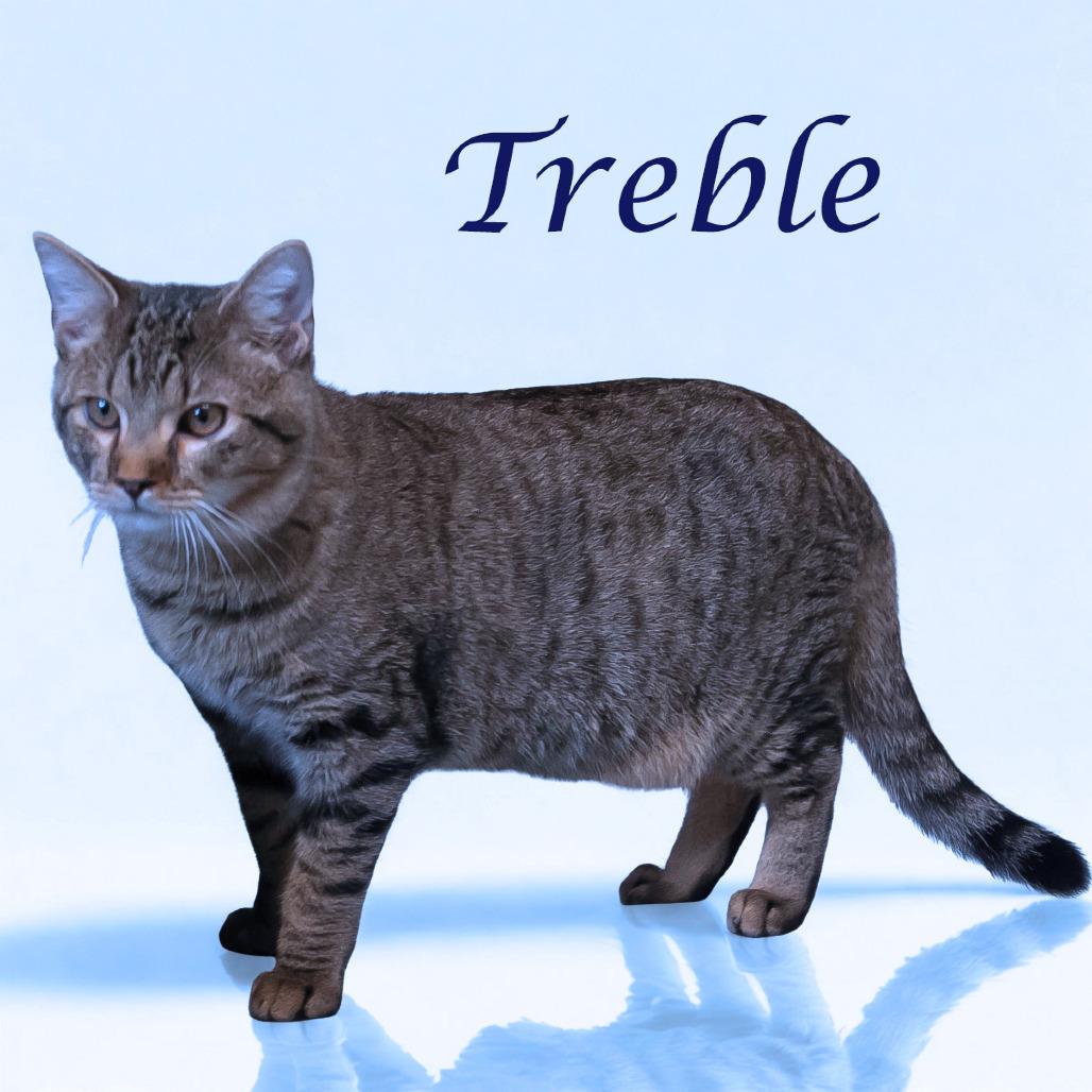 Treble C25-218, a Adoptable Domestic Short Hair in Lebanon, TN image 2/6