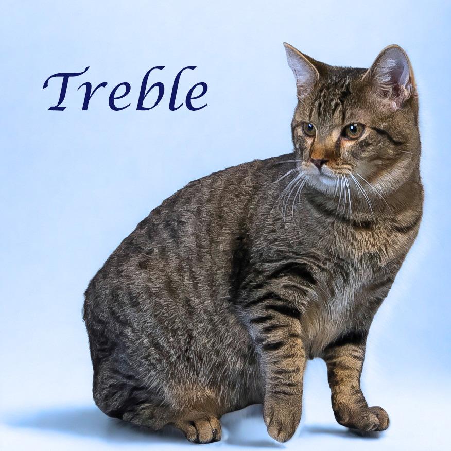 Treble C25-218, a Adoptable Domestic Short Hair in Lebanon, TN image 5/6