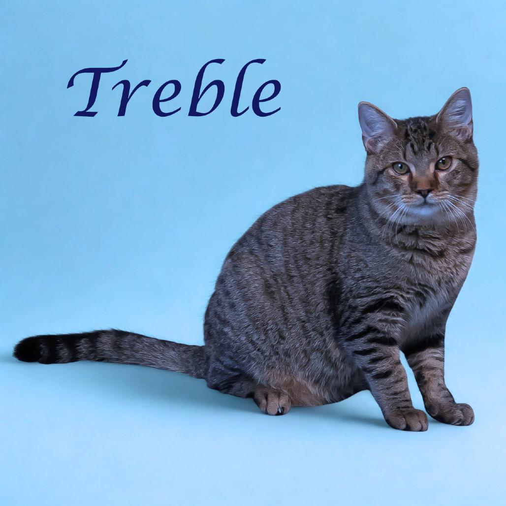 Treble C25-218, a Adoptable Domestic Short Hair in Lebanon, TN image 3/6