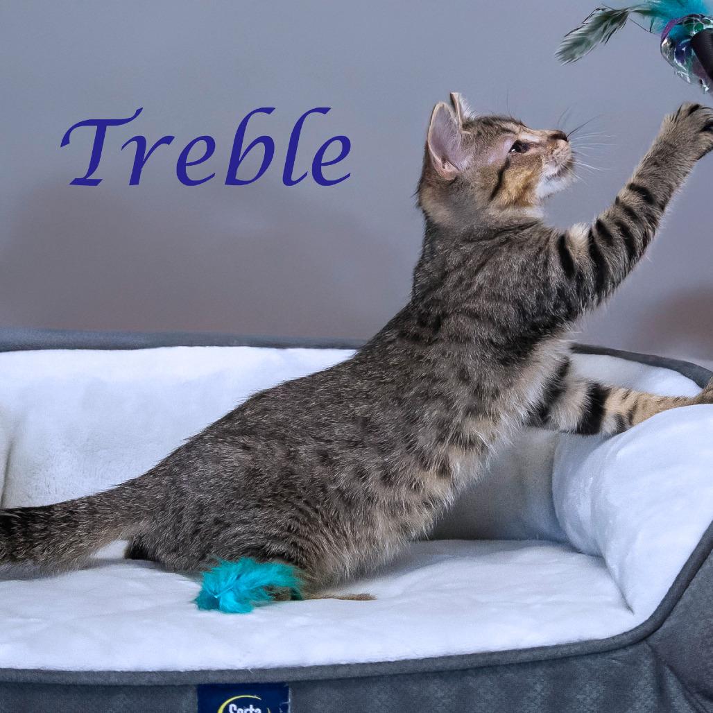 Treble C25-218, a Adoptable Domestic Short Hair in Lebanon, TN image 6/6