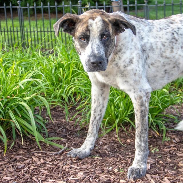 Enlarge COLBY, a Adoptable mixed breed in St. Louis, MO image 1/1