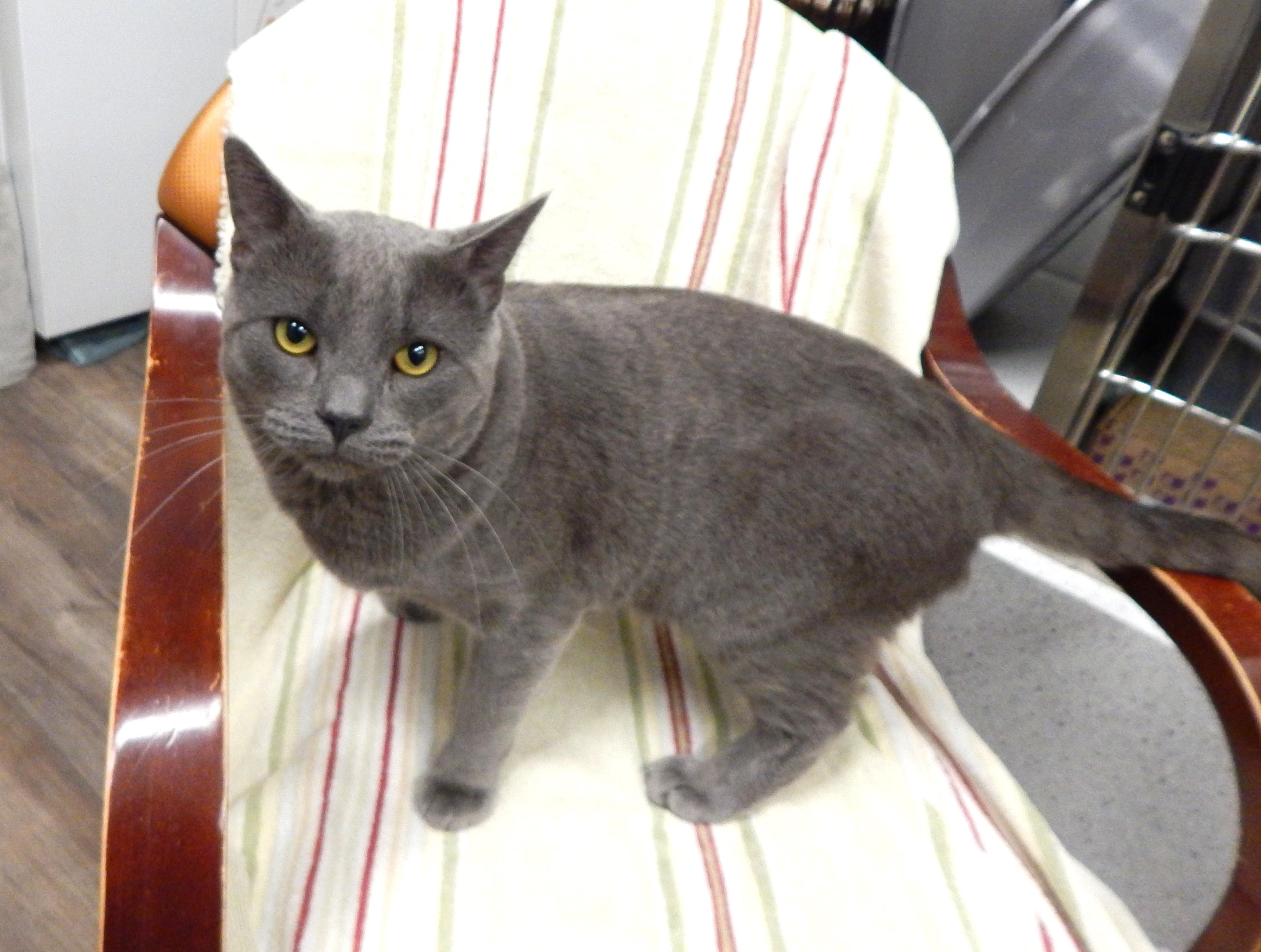 Beast, adopted, Young Male Russian Blue.