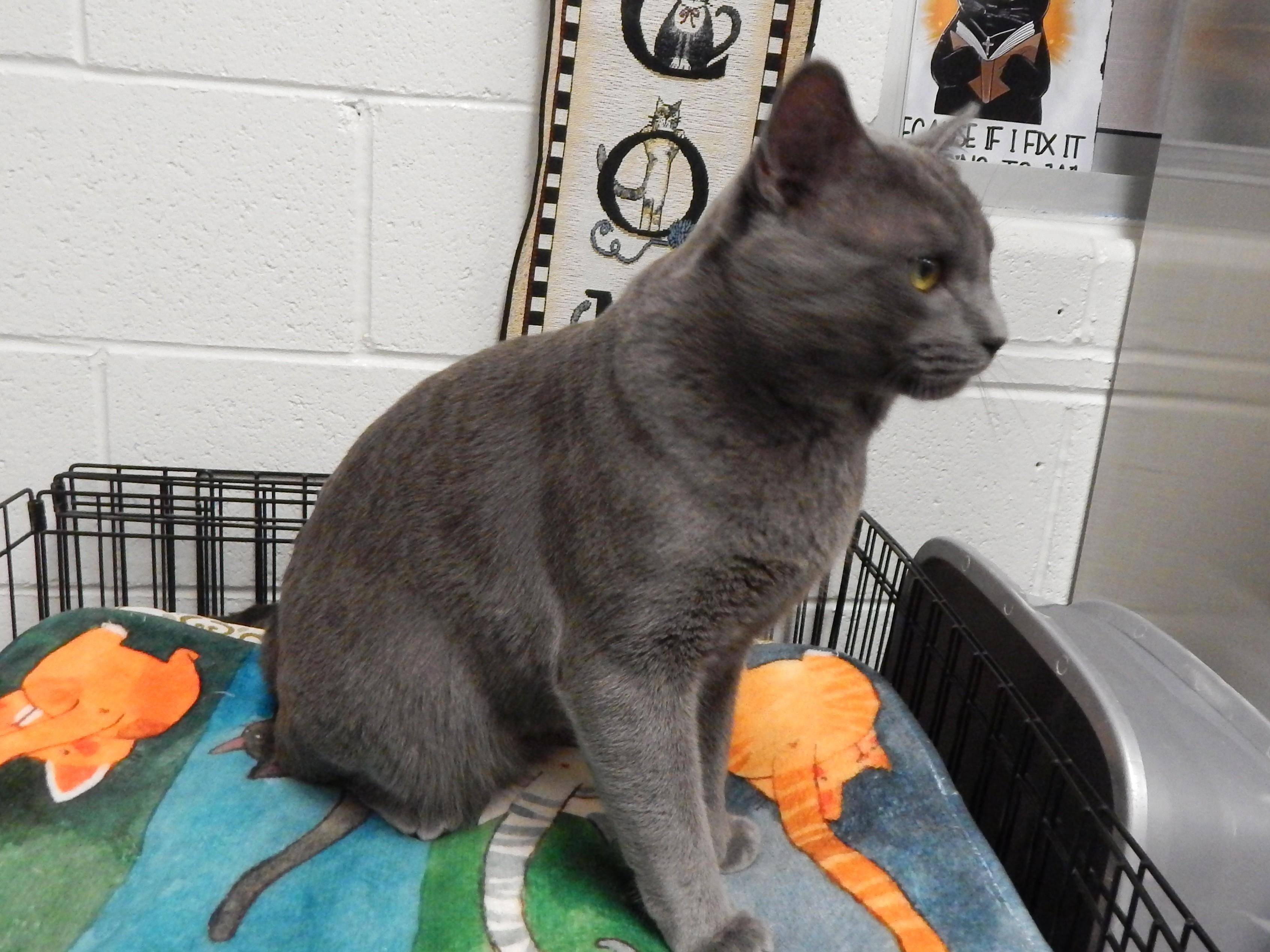 Enlarge Beast, an adopted Russian Blue in Mesquite, NV image 3/4