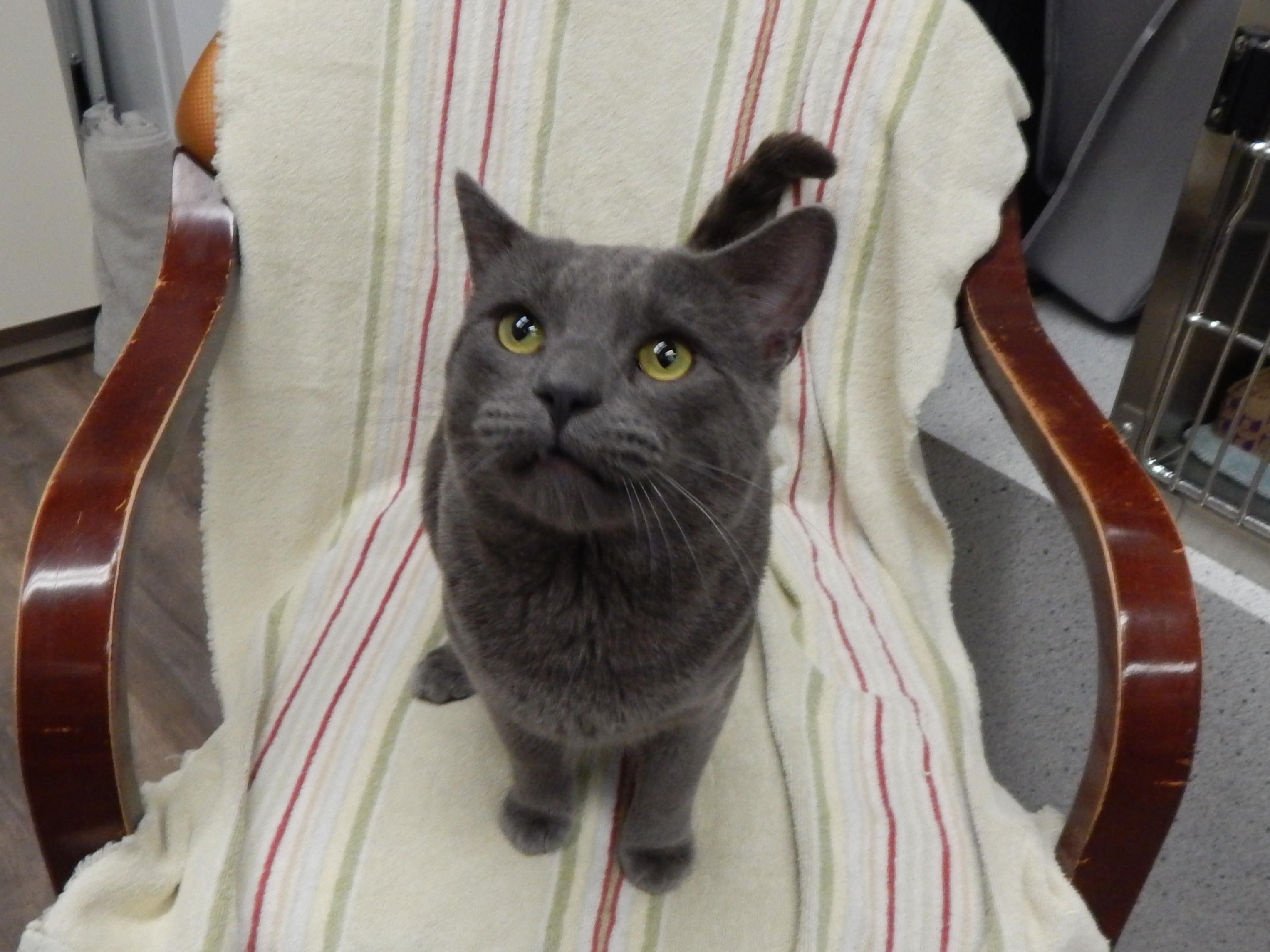 Enlarge Beast, an adopted Russian Blue in Mesquite, NV image 4/4