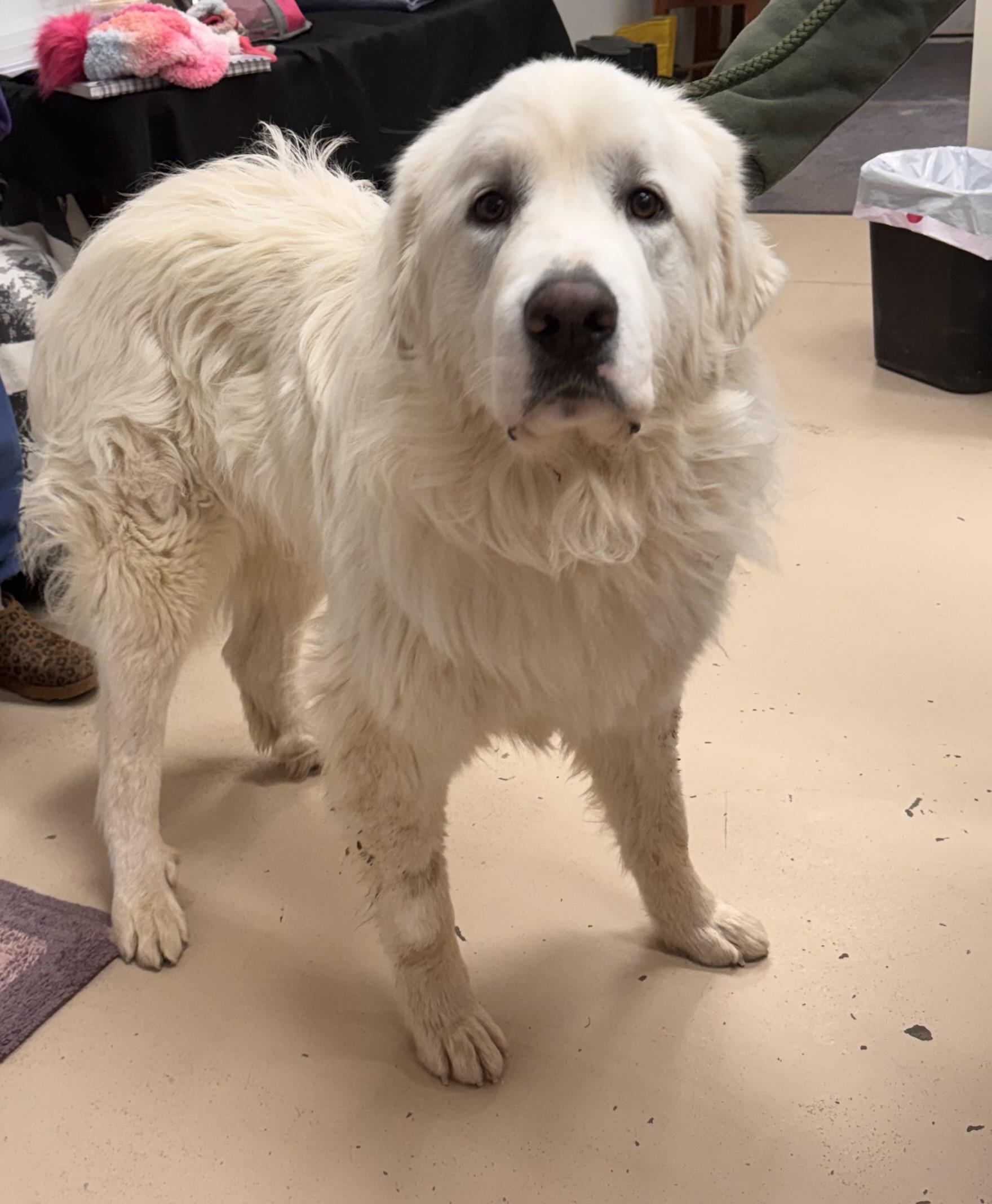 Enlarge Sebastian, a ADOPTABLE Great Pyrenees in Logan, OH image 1/1