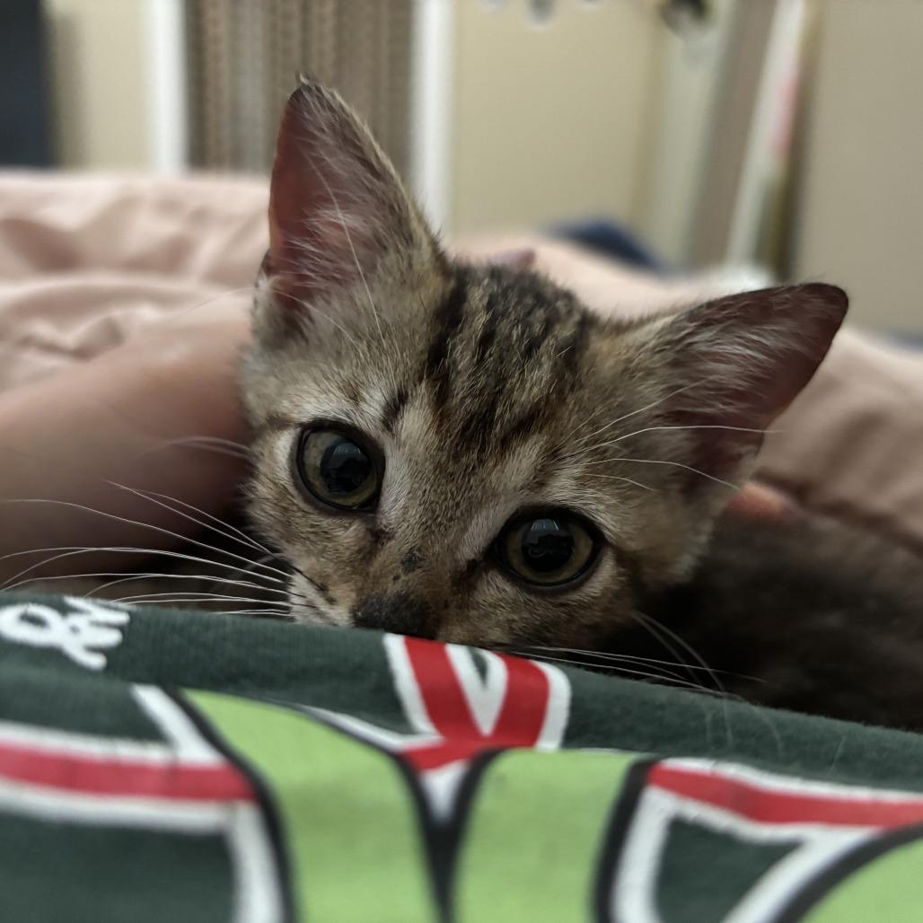 Shrimpy, a Adoptable Domestic Short Hair in Hollister, FL image 1/6