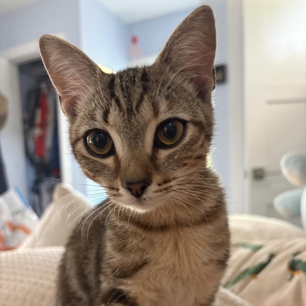 Shrimpy, a Adoptable Domestic Short Hair in Hollister, FL image 2/6