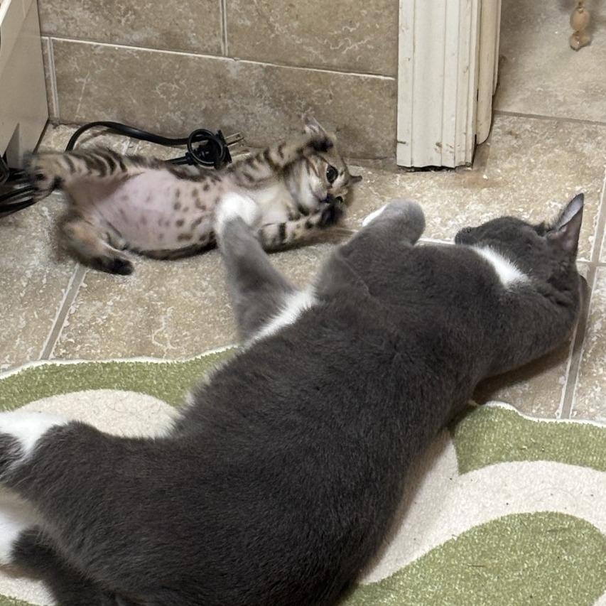 Shrimpy, a Adoptable Domestic Short Hair in Hollister, FL image 4/6