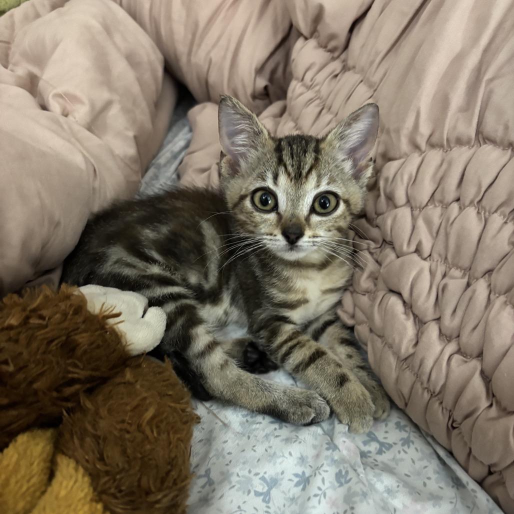 Shrimpy, a Adoptable Domestic Short Hair in Hollister, FL image 5/6