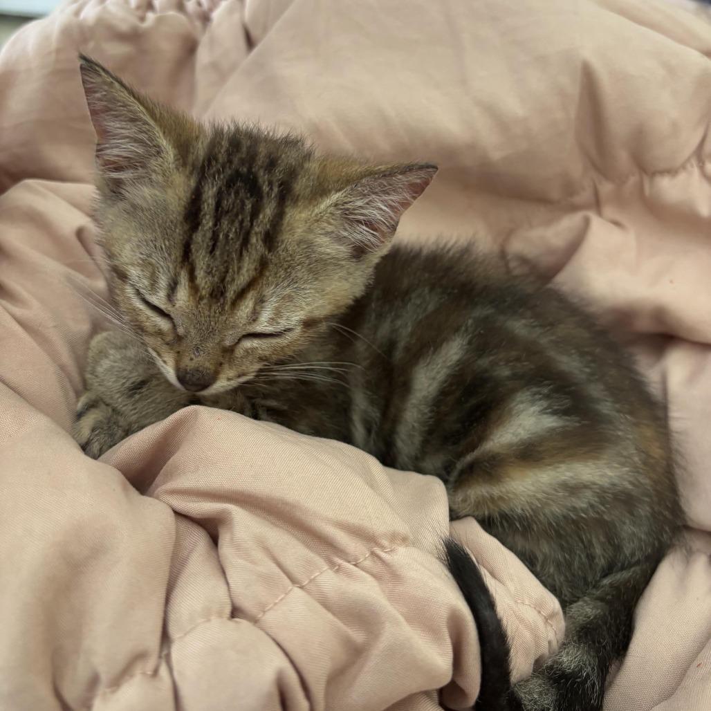 Shrimpy, a Adoptable Domestic Short Hair in Hollister, FL image 6/6