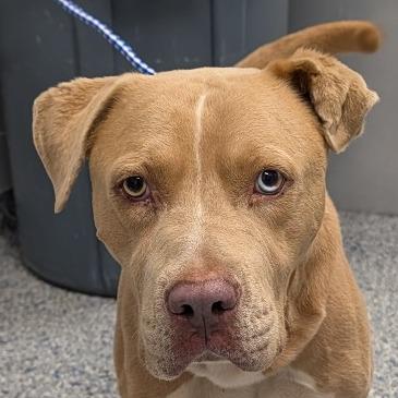 Donovan, Adoptable, Adult Male Mixed Breed.