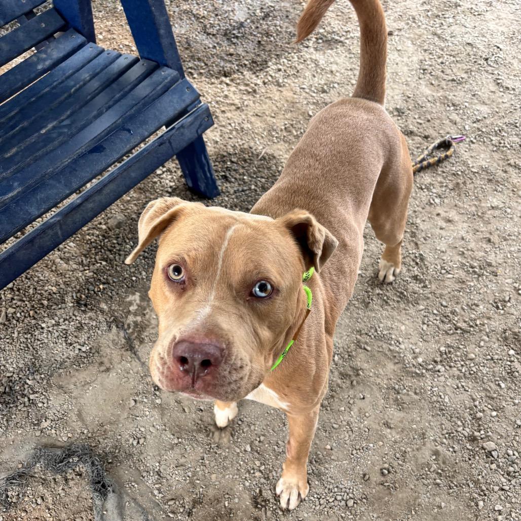Enlarge Donovan, a Adoptable Mixed Breed in Greenville, SC image 2/6