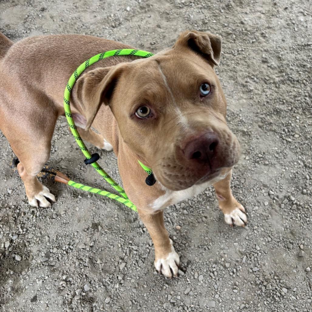 Enlarge Donovan, a Adoptable Mixed Breed in Greenville, SC image 3/6
