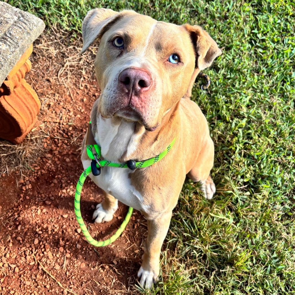 Enlarge Donovan, a Adoptable Mixed Breed in Greenville, SC image 4/6