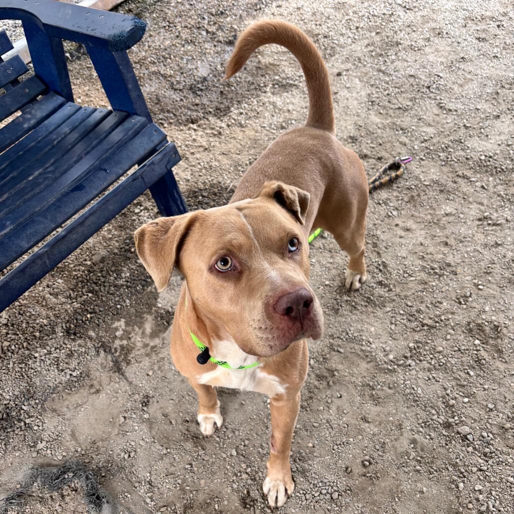 Enlarge Donovan, a Adoptable Mixed Breed in Greenville, SC image 5/6