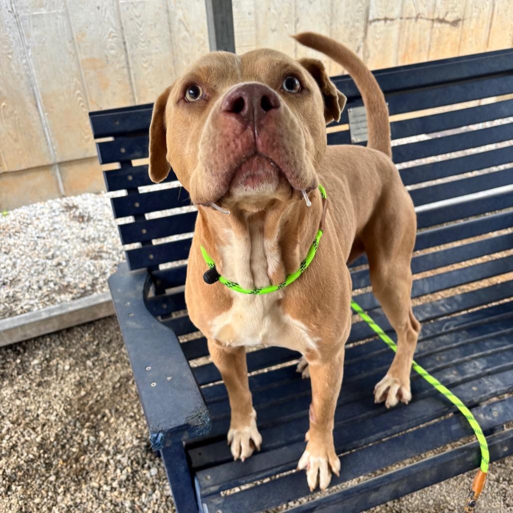 Enlarge Donovan, a Adoptable Mixed Breed in Greenville, SC image 6/6