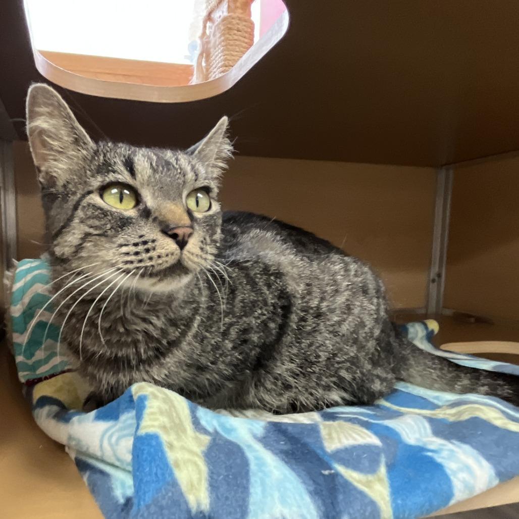 Fran, a Adoptable Domestic Short Hair in Brookfield, WI image 1/3